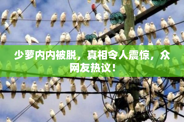 少萝内内被脱，真相令人震惊，众网友热议！