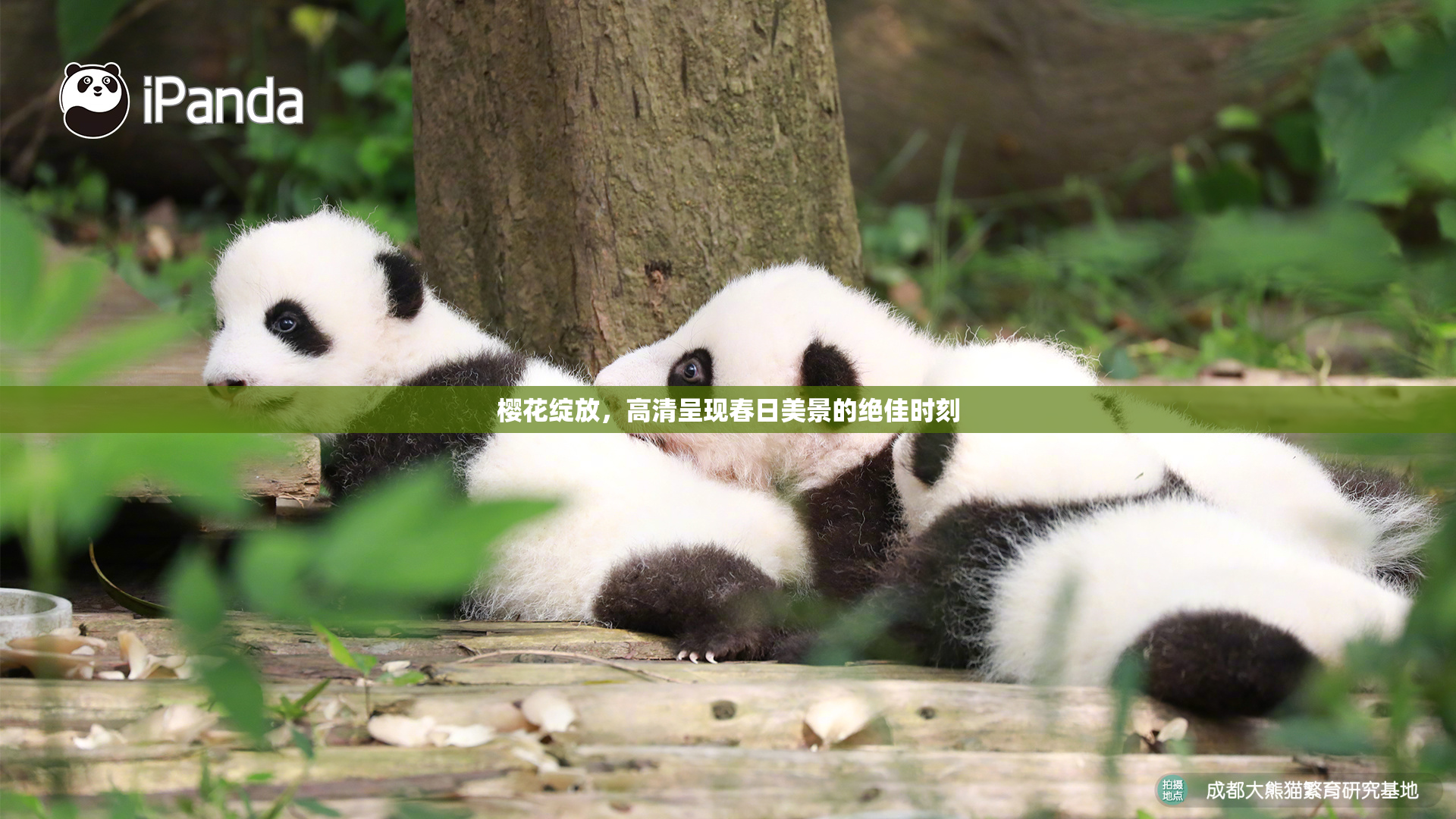 樱花绽放，高清呈现春日美景的绝佳时刻