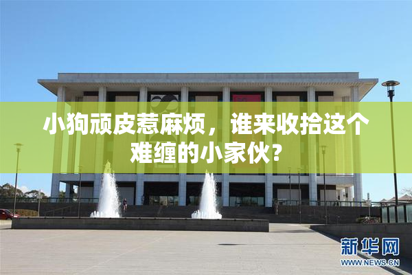 小狗顽皮惹麻烦，谁来收拾这个难缠的小家伙？