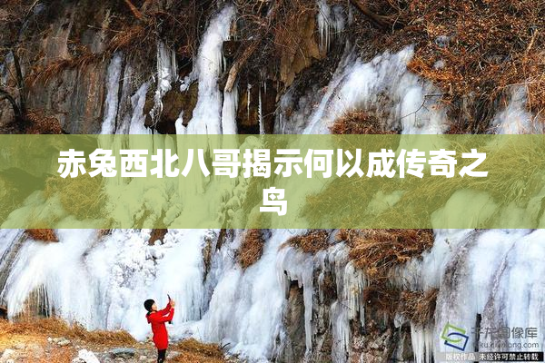 赤兔西北八哥揭示何以成传奇之鸟