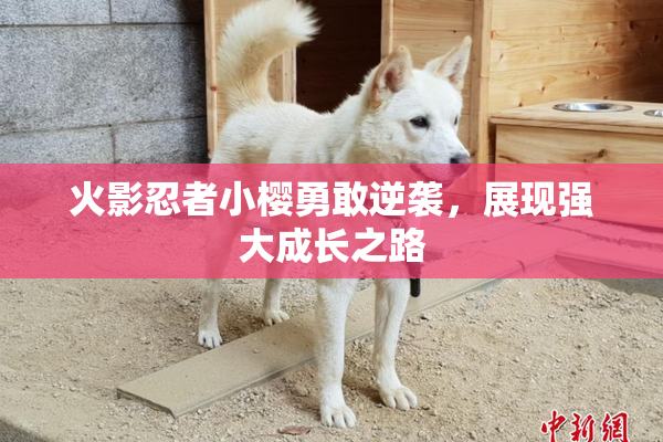 火影忍者小樱勇敢逆袭，展现强大成长之路