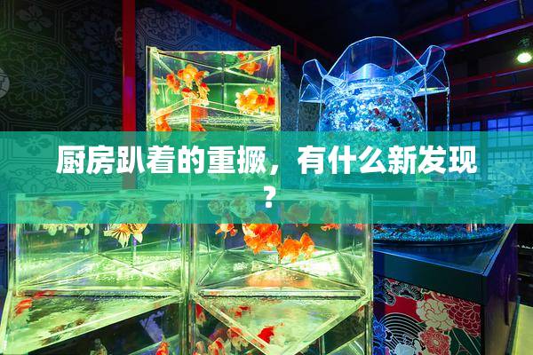 厨房趴着的重撅，有什么新发现？