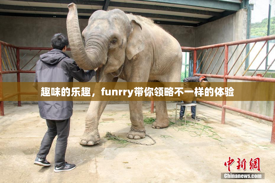 趣味的乐趣，funrry带你领略不一样的体验