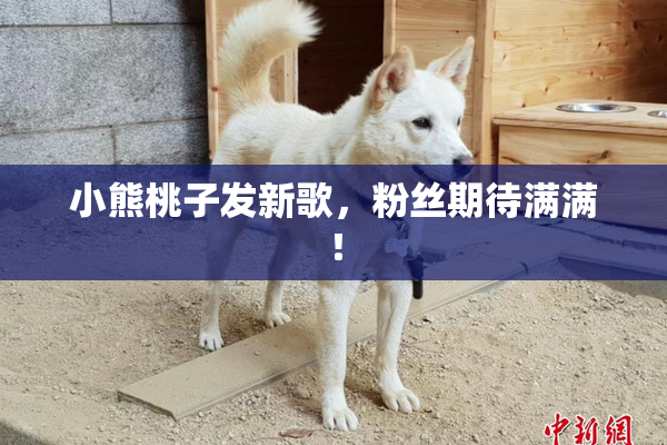 小熊桃子发新歌，粉丝期待满满！