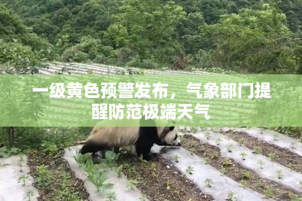 一级黄色预警发布，气象部门提醒防范极端天气