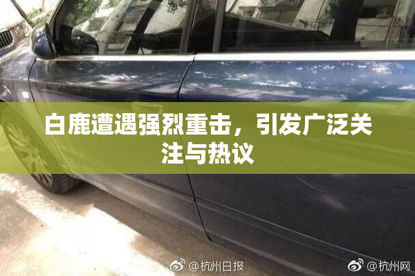 白鹿遭遇强烈重击，引发广泛关注与热议