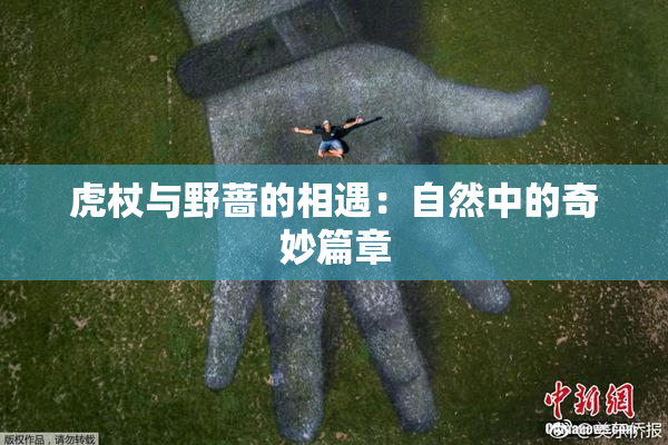 虎杖与野蔷的相遇：自然中的奇妙篇章