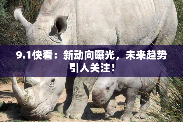 9.1快看：新动向曝光，未来趋势引人关注！