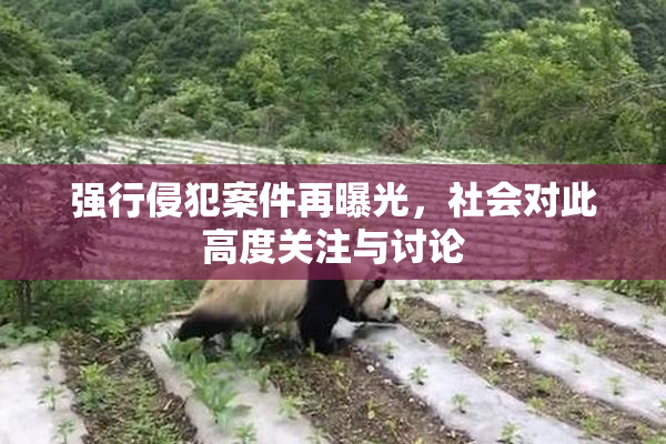 强行侵犯案件再曝光，社会对此高度关注与讨论