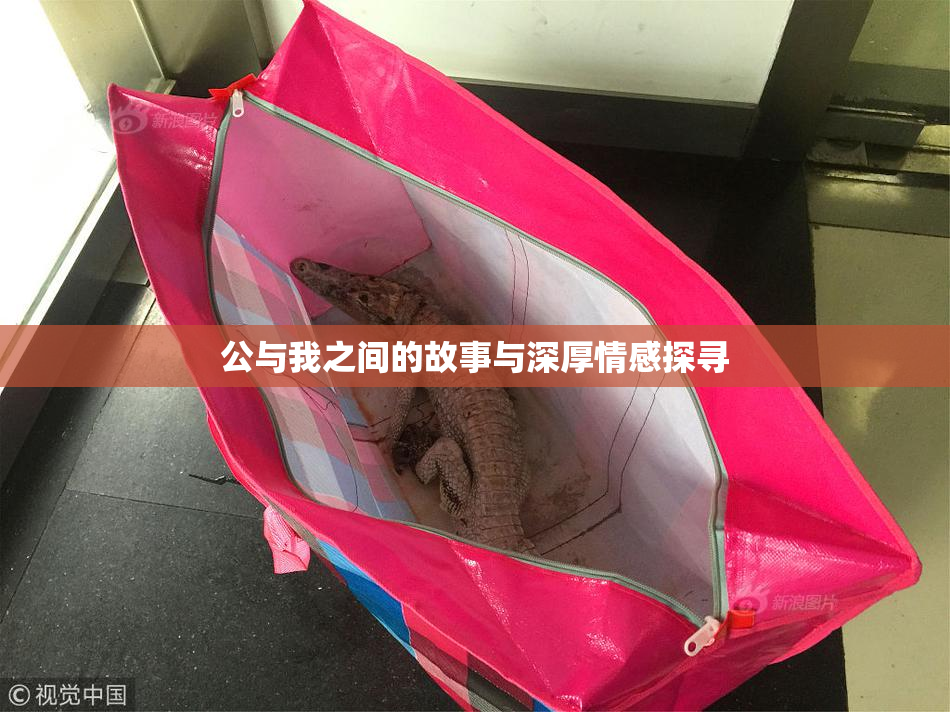 公与我之间的故事与深厚情感探寻