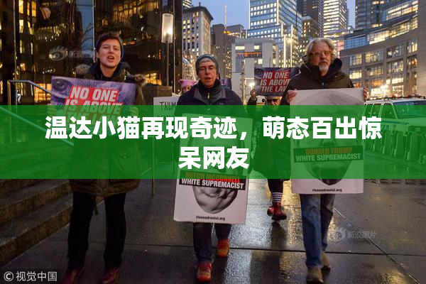 温达小猫再现奇迹，萌态百出惊呆网友