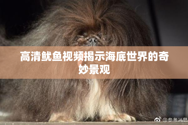 高清鱿鱼视频揭示海底世界的奇妙景观