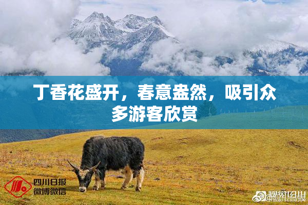 丁香花盛开，春意盎然，吸引众多游客欣赏