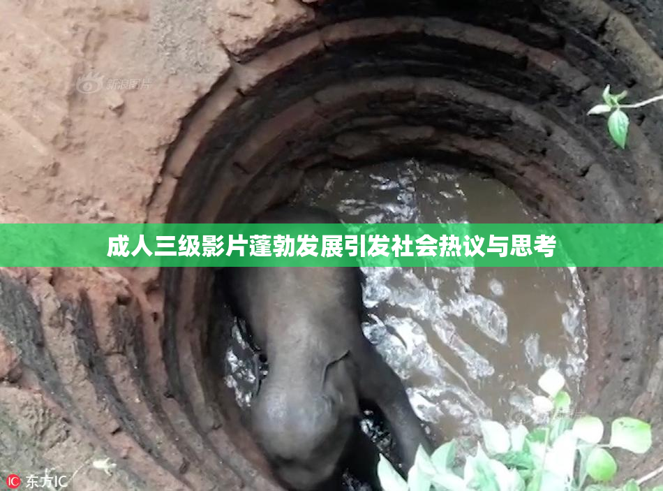 成人三级影片蓬勃发展引发社会热议与思考