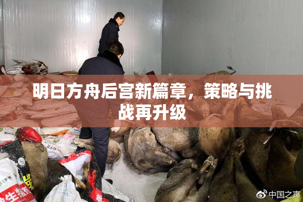 明日方舟后宫新篇章，策略与挑战再升级