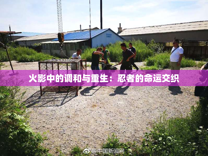 火影中的调和与重生：忍者的命运交织