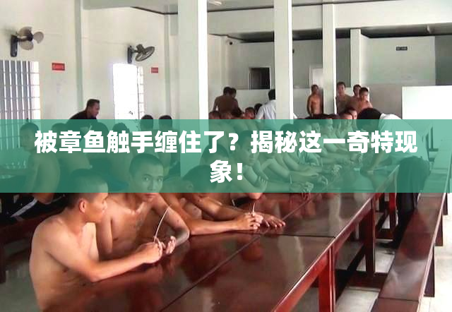 被章鱼触手缠住了？揭秘这一奇特现象！