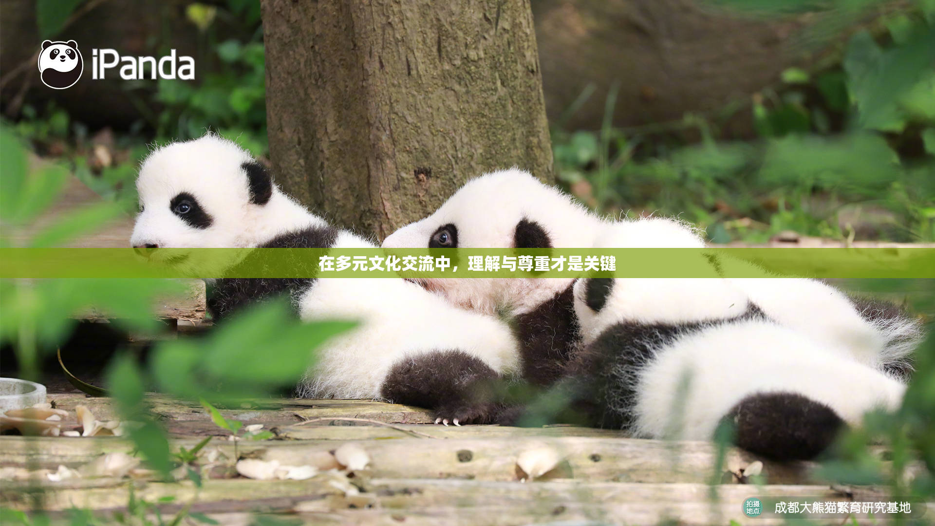 在多元文化交流中，理解与尊重才是关键