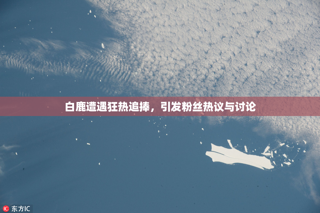 白鹿遭遇狂热追捧，引发粉丝热议与讨论