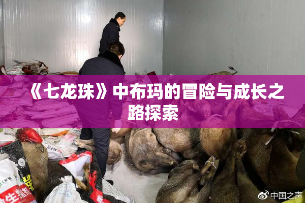 《七龙珠》中布玛的冒险与成长之路探索