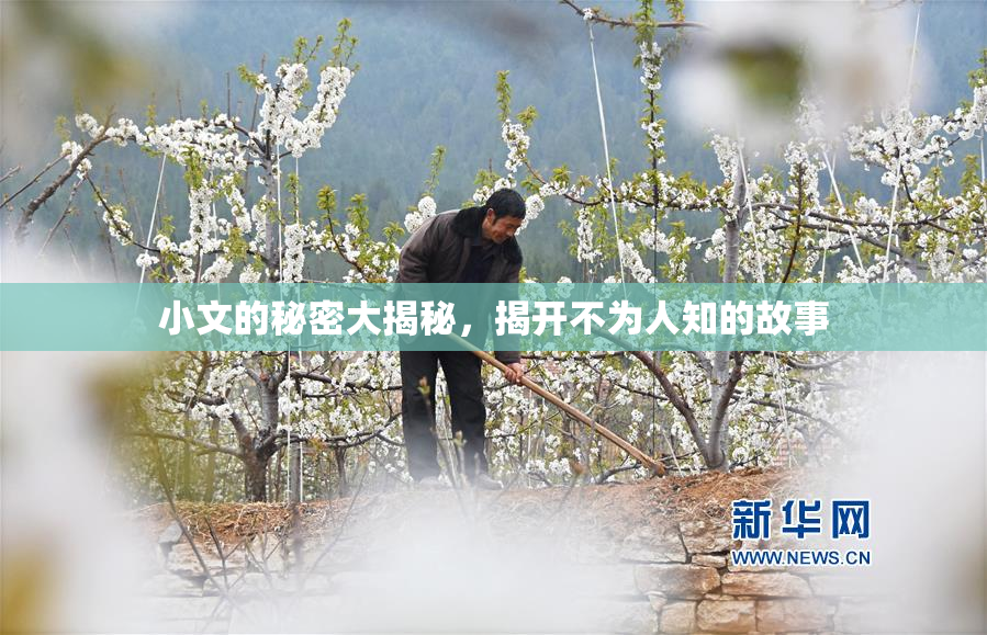 小文的秘密大揭秘，揭开不为人知的故事