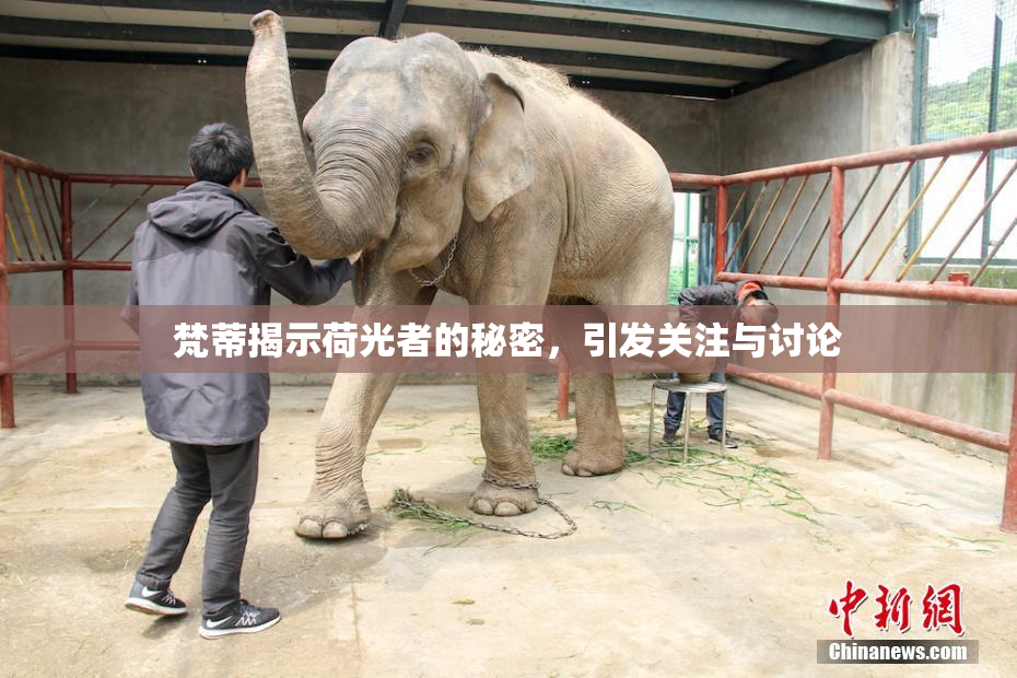 梵蒂揭示荷光者的秘密，引发关注与讨论