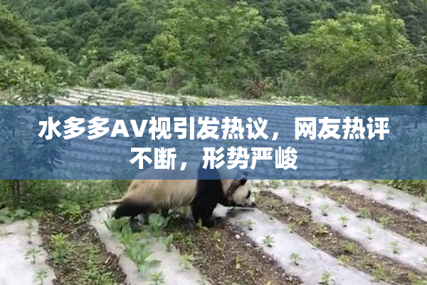 水多多AV视引发热议，网友热评不断，形势严峻