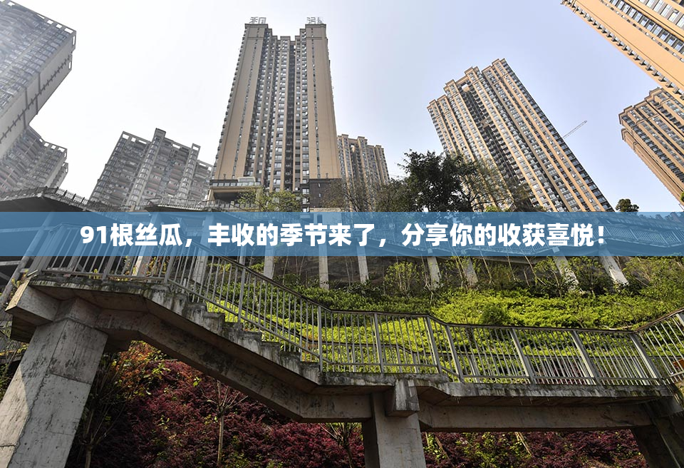 91根丝瓜，丰收的季节来了，分享你的收获喜悦！
