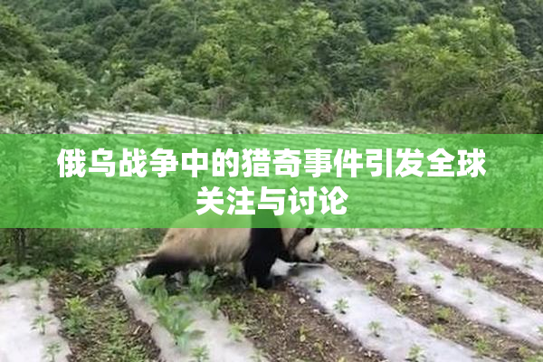 俄乌战争中的猎奇事件引发全球关注与讨论