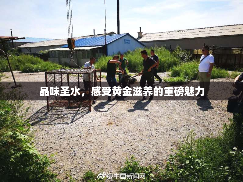 品味圣水，感受黄金滋养的重磅魅力