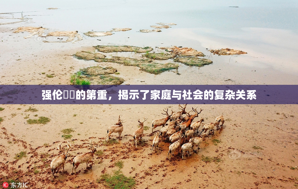 强伦妺妺的第重，揭示了家庭与社会的复杂关系