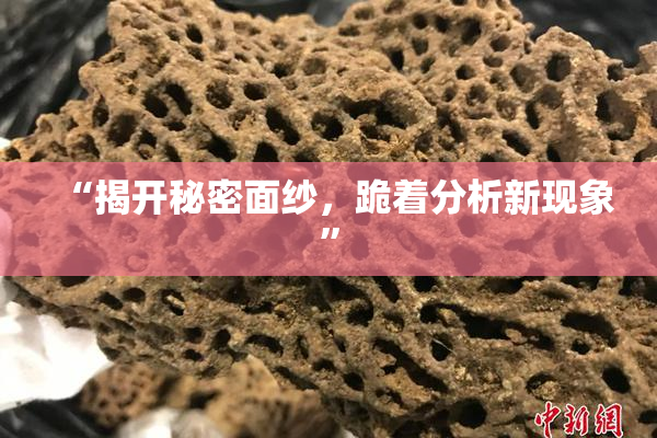 “揭开秘密面纱，跪着分析新现象”