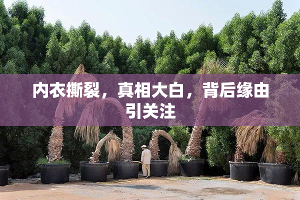内衣撕裂，真相大白，背后缘由引关注