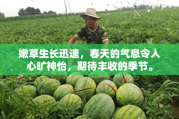 嫩草生长迅速，春天的气息令人心旷神怡，期待丰收的季节。