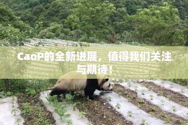 CaoP的全新进展，值得我们关注与期待！