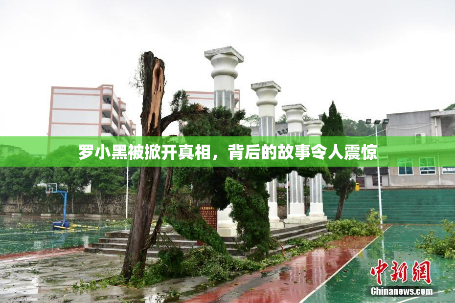 罗小黑被掀开真相，背后的故事令人震惊