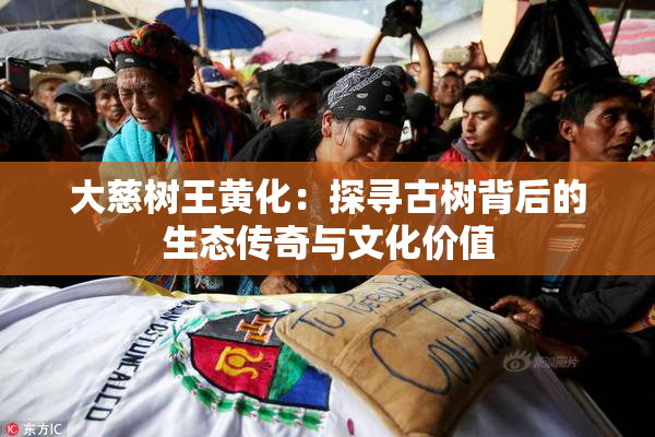 大慈树王黄化：探寻古树背后的生态传奇与文化价值