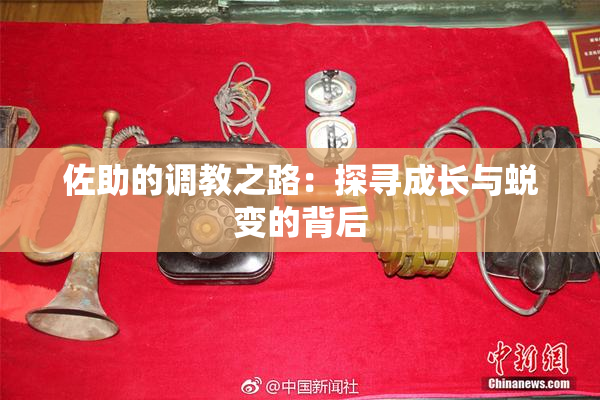 佐助的调教之路：探寻成长与蜕变的背后