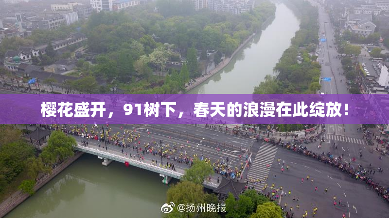 樱花盛开，91树下，春天的浪漫在此绽放！