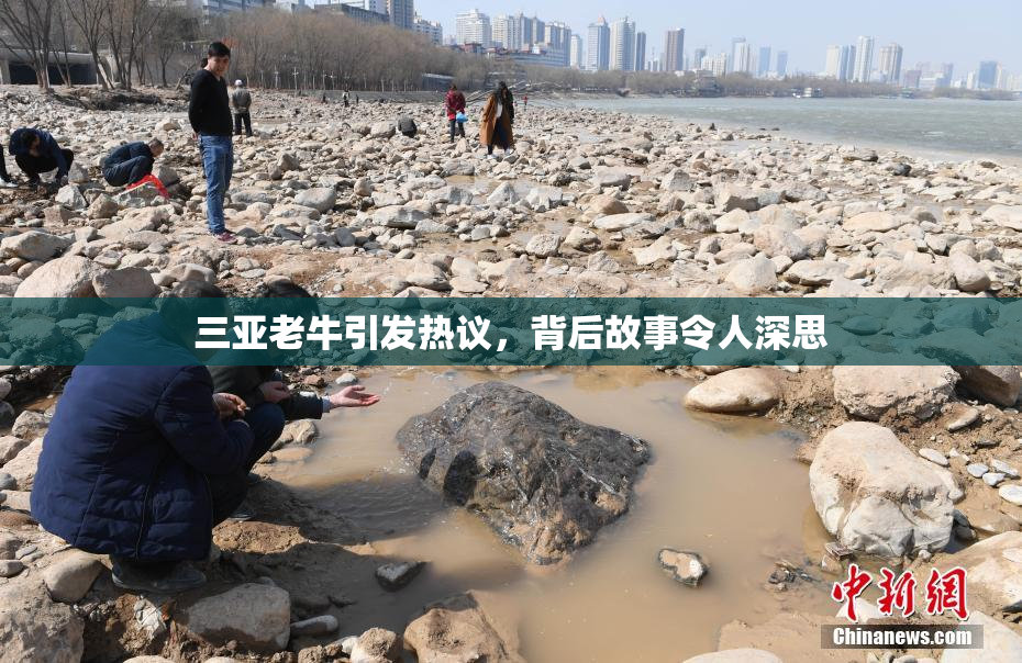 三亚老牛引发热议，背后故事令人深思