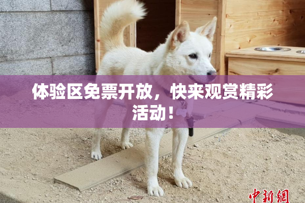 体验区免票开放，快来观赏精彩活动！