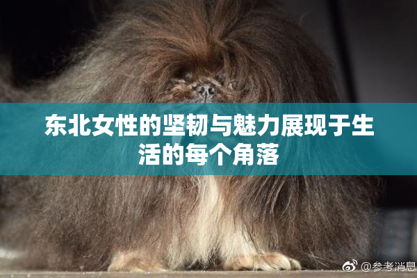 东北女性的坚韧与魅力展现于生活的每个角落