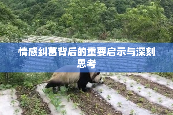 情感纠葛背后的重要启示与深刻思考