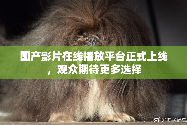 国产影片在线播放平台正式上线，观众期待更多选择
