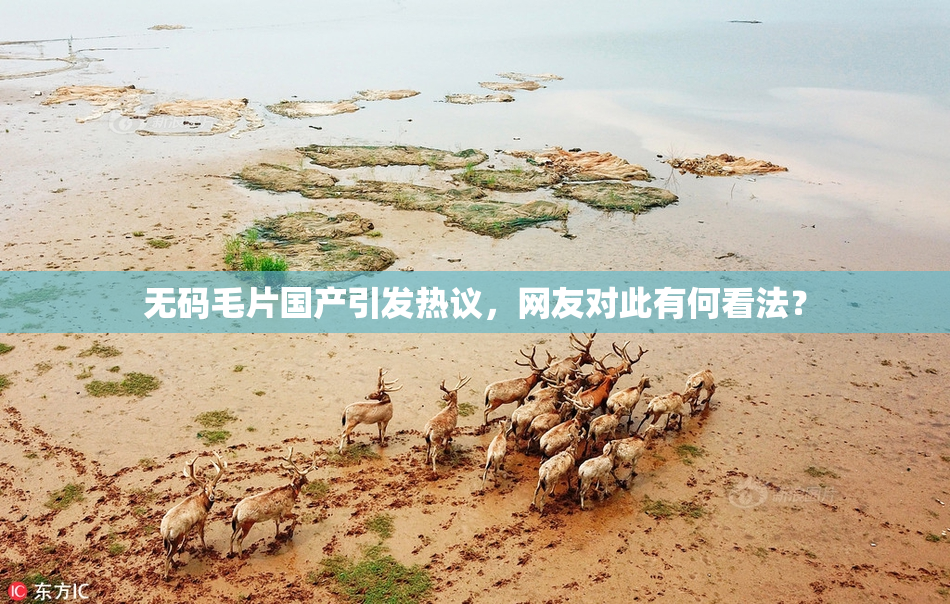 无码毛片国产引发热议，网友对此有何看法？