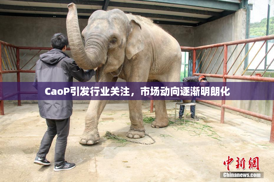 CaoP引发行业关注，市场动向逐渐明朗化