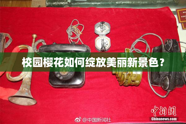 校园樱花如何绽放美丽新景色？