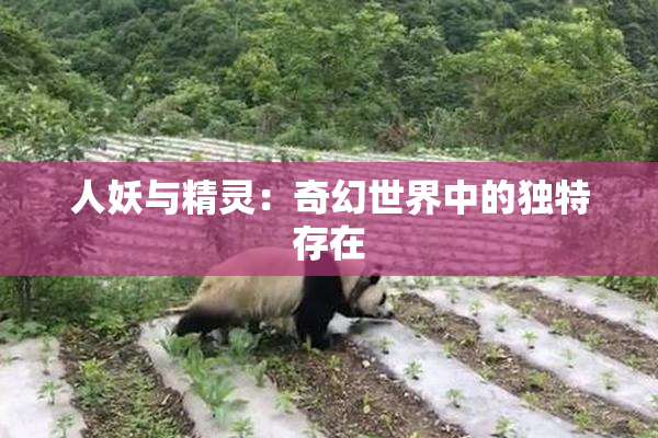 人妖与精灵：奇幻世界中的独特存在