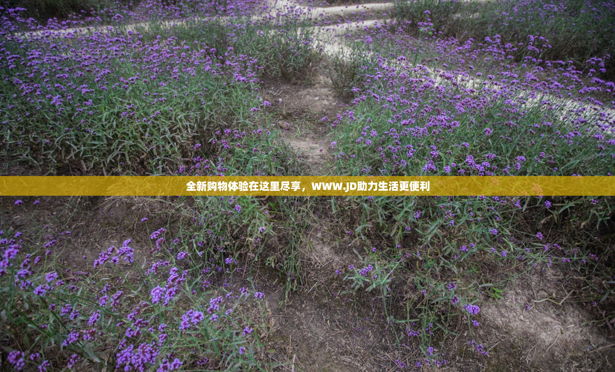 全新购物体验在这里尽享，WWW.JD助力生活更便利