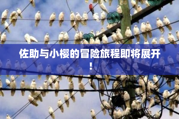 佐助与小樱的冒险旅程即将展开！
